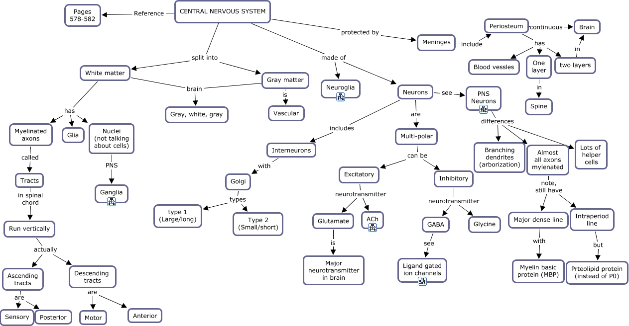 21. Central Nervous System - Overview